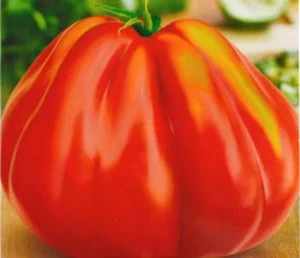 resized300_Seminte de Tomate Inima de Albenga - 1 gram .webp Seminte de Tomate Inima de Albenga - 1 gram, Opal